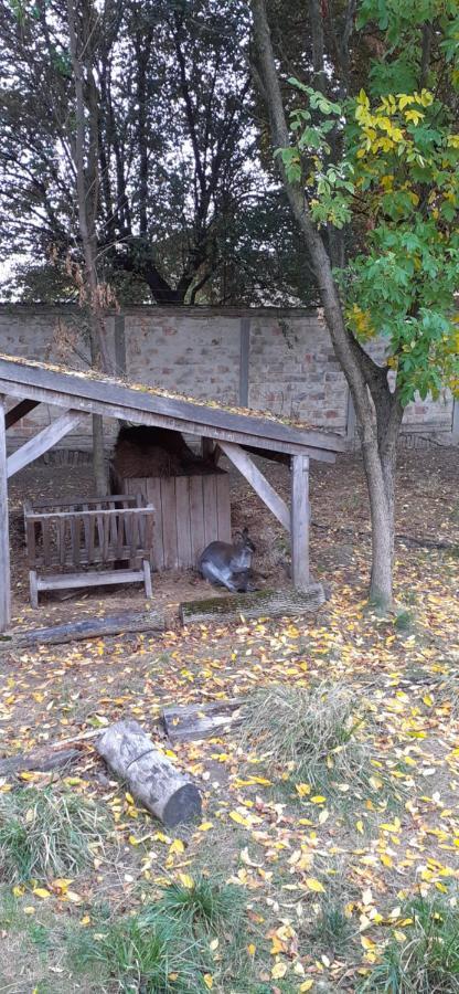 Hotel Kenguru Panzio Hódmezővásárhely Exteriér fotografie
